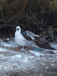 NW 7 Blue footed boobie