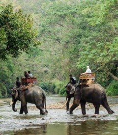 thailand-elephants